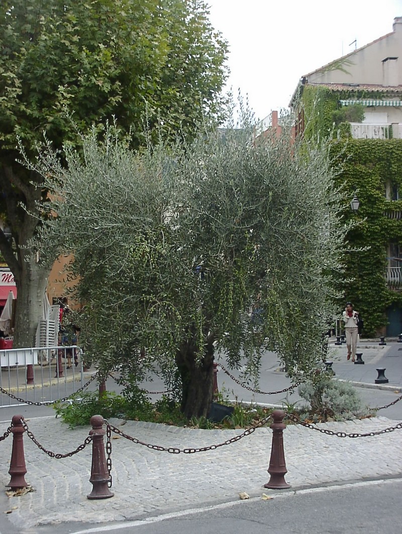 cassis